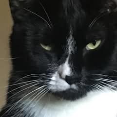 Oscar Tha Cat Profile Picture