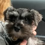 decca.thedoggo Profile Picture