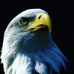 voin borziev Profile Picture