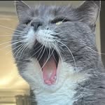 kalliedavidson_ Profile Picture
