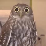aybars_barlas Profile Picture