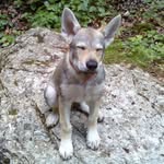 zorrowolftime Profile Picture