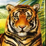 tycho Profile Picture