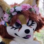 indiethefennec Profile Picture