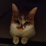 Ahmad Asif Profile Picture