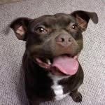 humperdoo Profile Picture