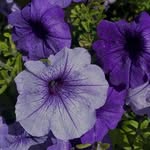 flower beauty Profile Picture