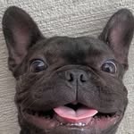 Chip Ahoy Profile Picture