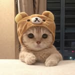 Steven Gutierrez Profile Picture