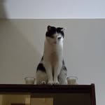 leilawentv Profile Picture