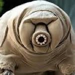 glofster Profile Picture