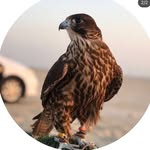 obaid Alketbi Profile Picture