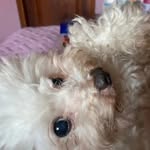 Sofía Montenegro Profile Picture