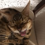 Joseph Campbell Profile Picture
