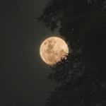 _sahil_virdi Profile Picture