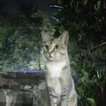 meo meo Profile Picture