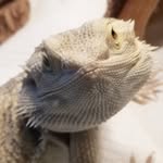Kitty Kat Profile Picture