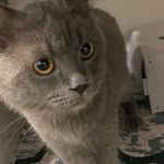 Muhammad Azman Profile Picture