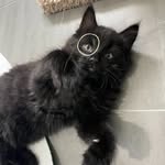 babywutswrong Profile Picture