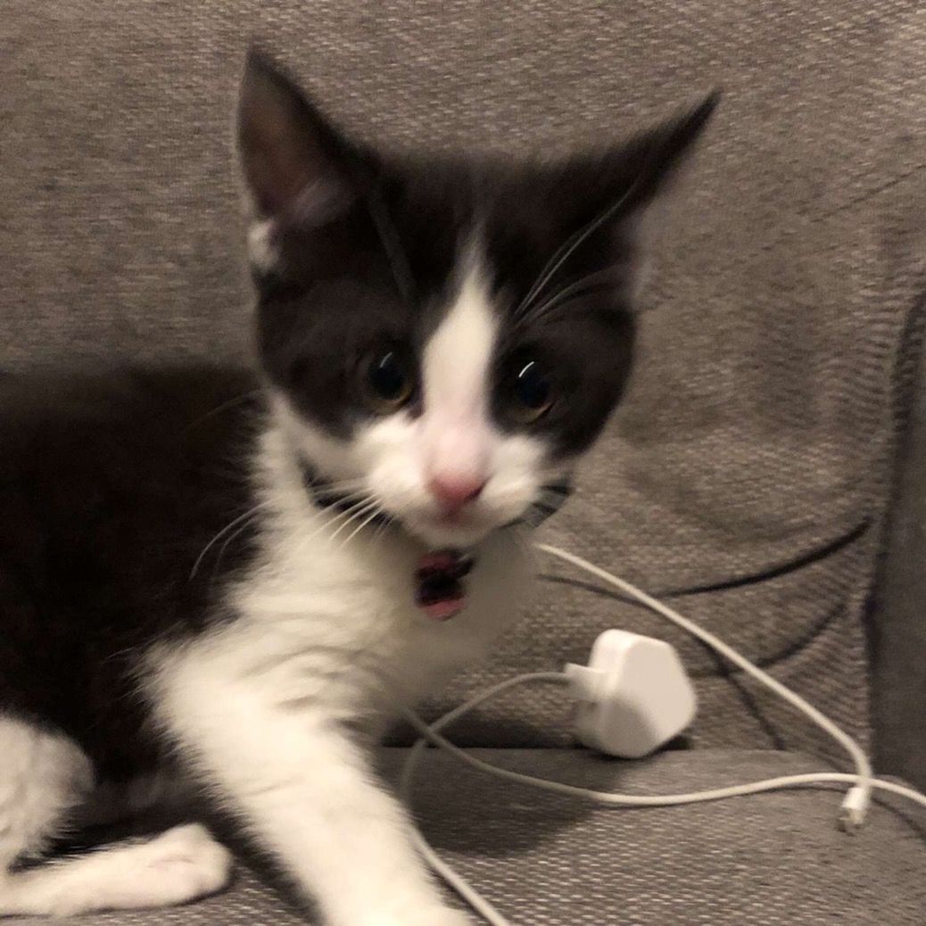 mittedcat Profile Picture