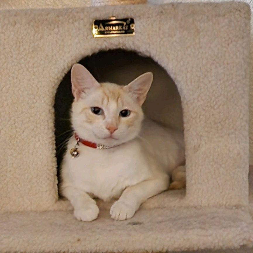 Kattz Karma Profile Picture