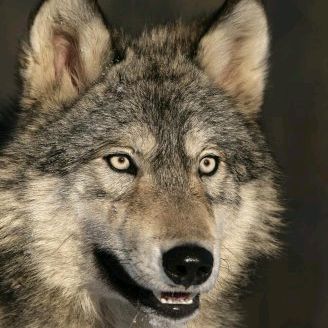 zorrowolf Profile Picture