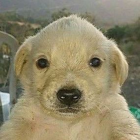 jean.carlo2711 Profile Picture