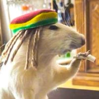 fansibtw Profile Picture