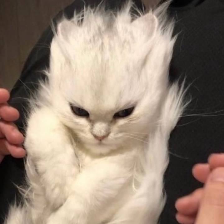 darealmeowiewowie Profile Picture