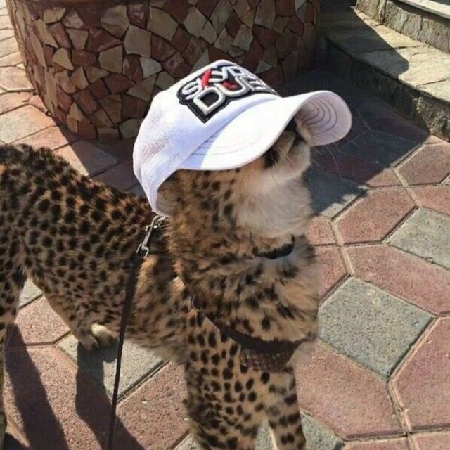 اصيد محافظ عملات Profile Picture
