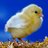 lauryn isenbaert Profile Picture